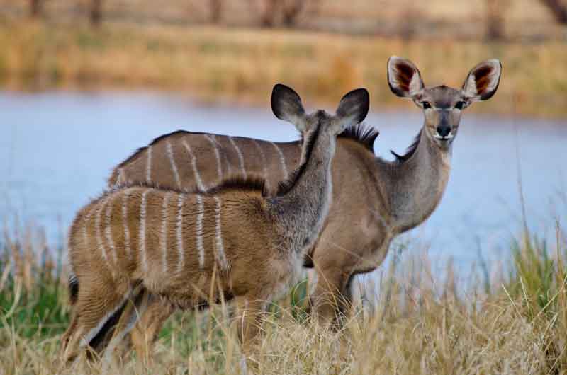 198 - Namibia - antilope Kudu - parque nacional de Bwabwata